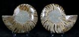 Polished Ammonite Pair - Million Years #22249-1